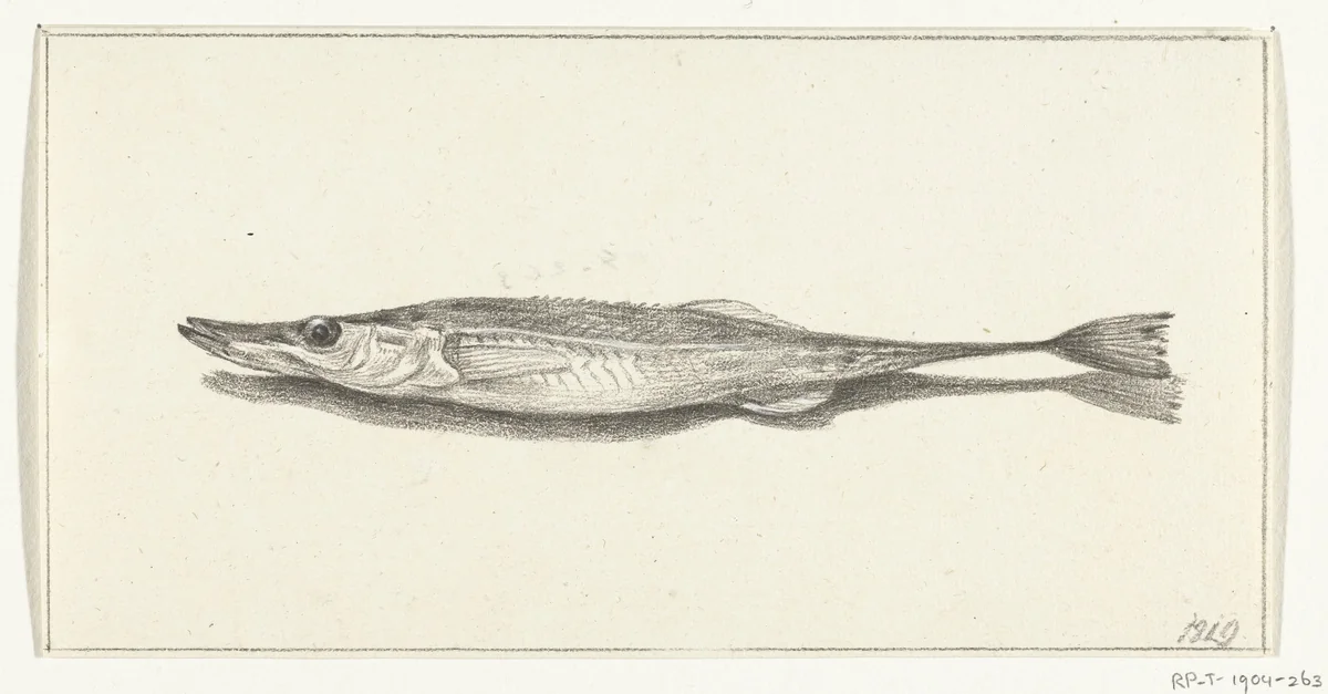 Vis by Jean Bernard, drawing, 1819