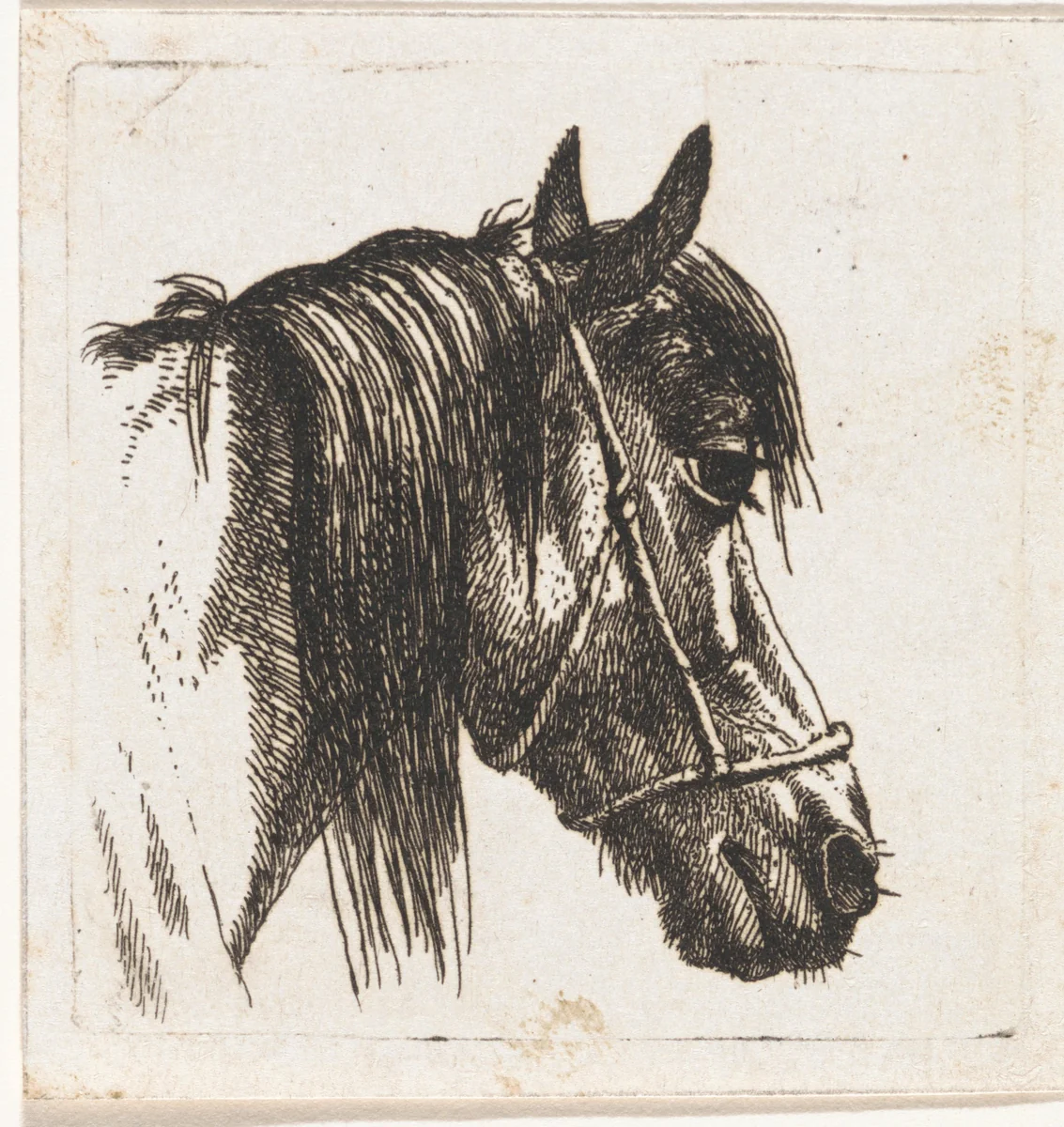 Paardenhoofd met halster by Abraham Hendrik Winter, print, 1815-1860