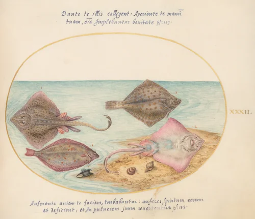 Plate 32: Skates with an Egg Case and Two Flat Fish by Joris Hoefnagel, drawing, 1570-1599
