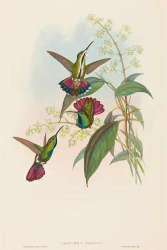 Lampornis prevosti by John Gould, print, 1804-1881