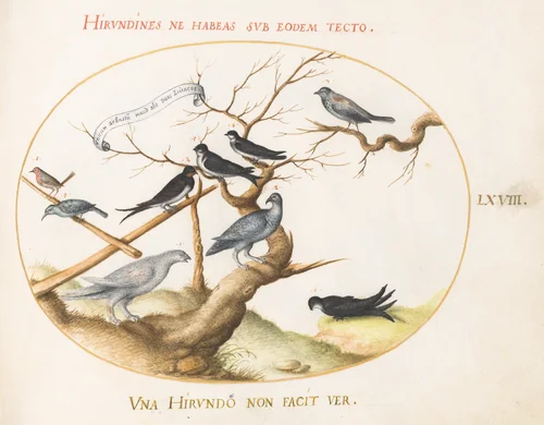 Plate 68: A Ptarmigan, Swallows, and Other Birds by Joris Hoefnagel, drawing, 1570-1599