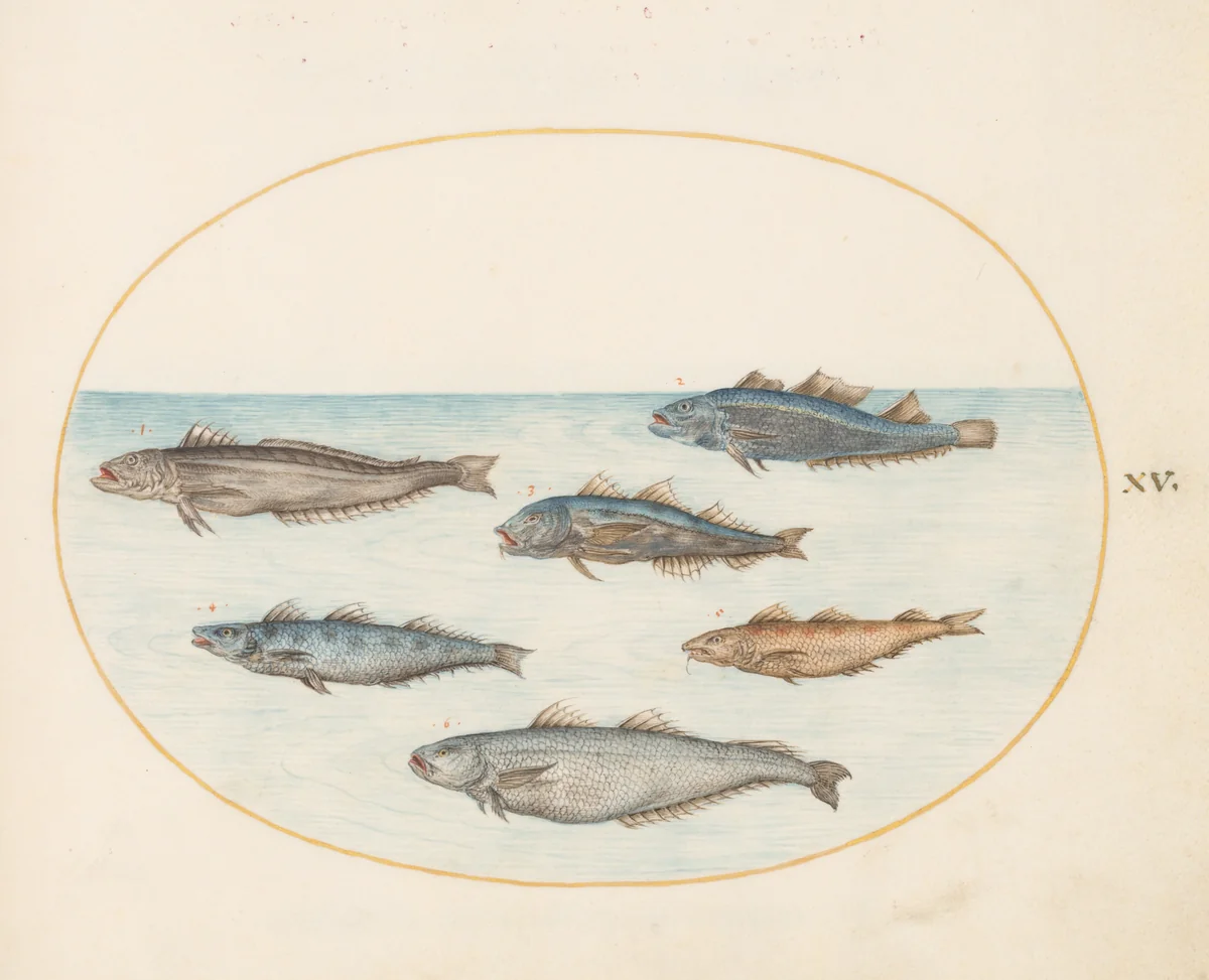 Plate 15: Six "Asellorum" Fish (Cod?) by Joris Hoefnagel, drawing, 1570-1599