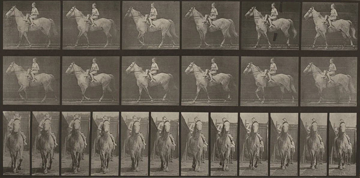 Plate Number 583."Tom" walking, saddled; female rider nude by Eadweard Muybridge, photograph, 1887