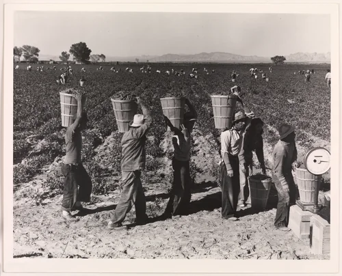 Pea Pickers Line Up on Edge of Field at Weigh Scale, near Calipatria, Imperial Valley, California, February by Dorothea Lange, photograph, 1939