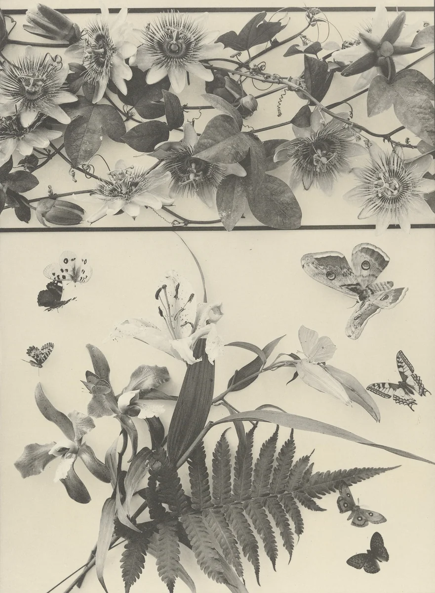 Page from Festons und Dekorative Gruppen by Unidentified Photographer, photograph, 1893