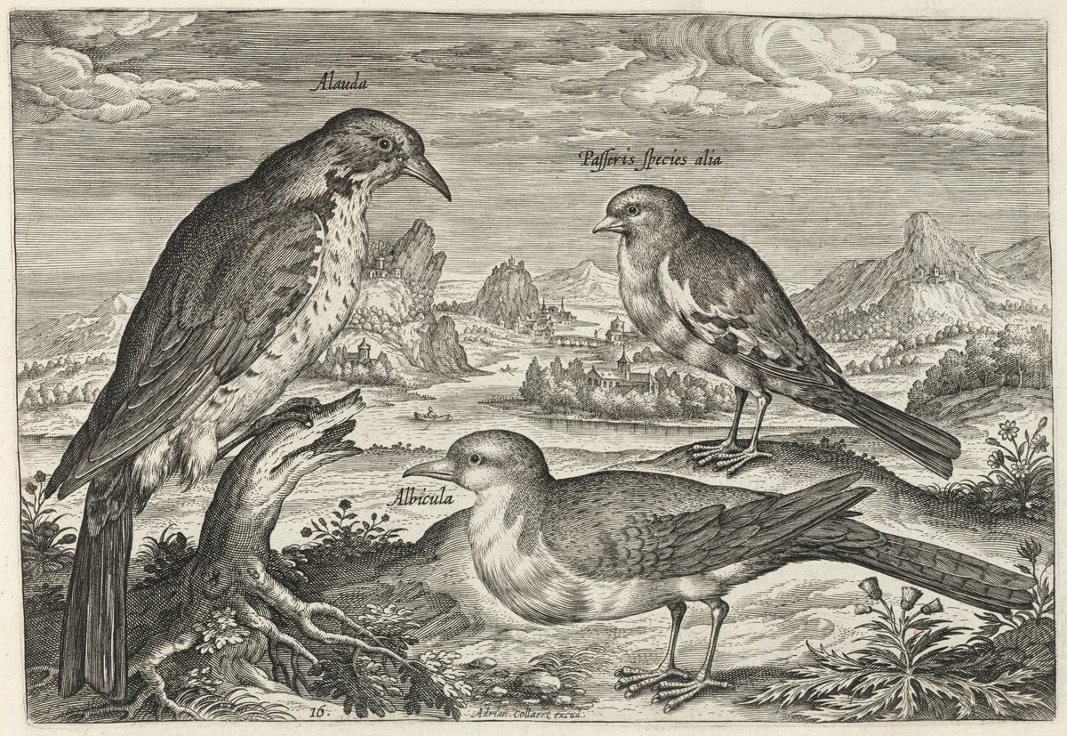 Lark and Two Smaller Birds by Adriaen Collaert, print, 1595-1605
