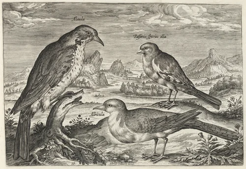 Lark and Two Smaller Birds by Adriaen Collaert, print, 1595-1605
