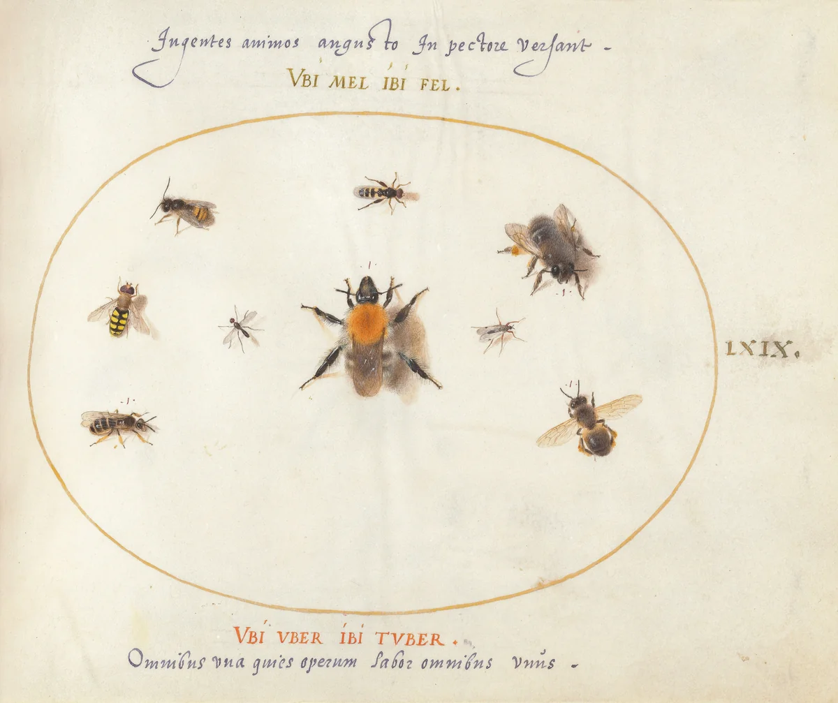 Plate 69: Nine Bees and Other Insects by Joris Hoefnagel, drawing, 1570-1599