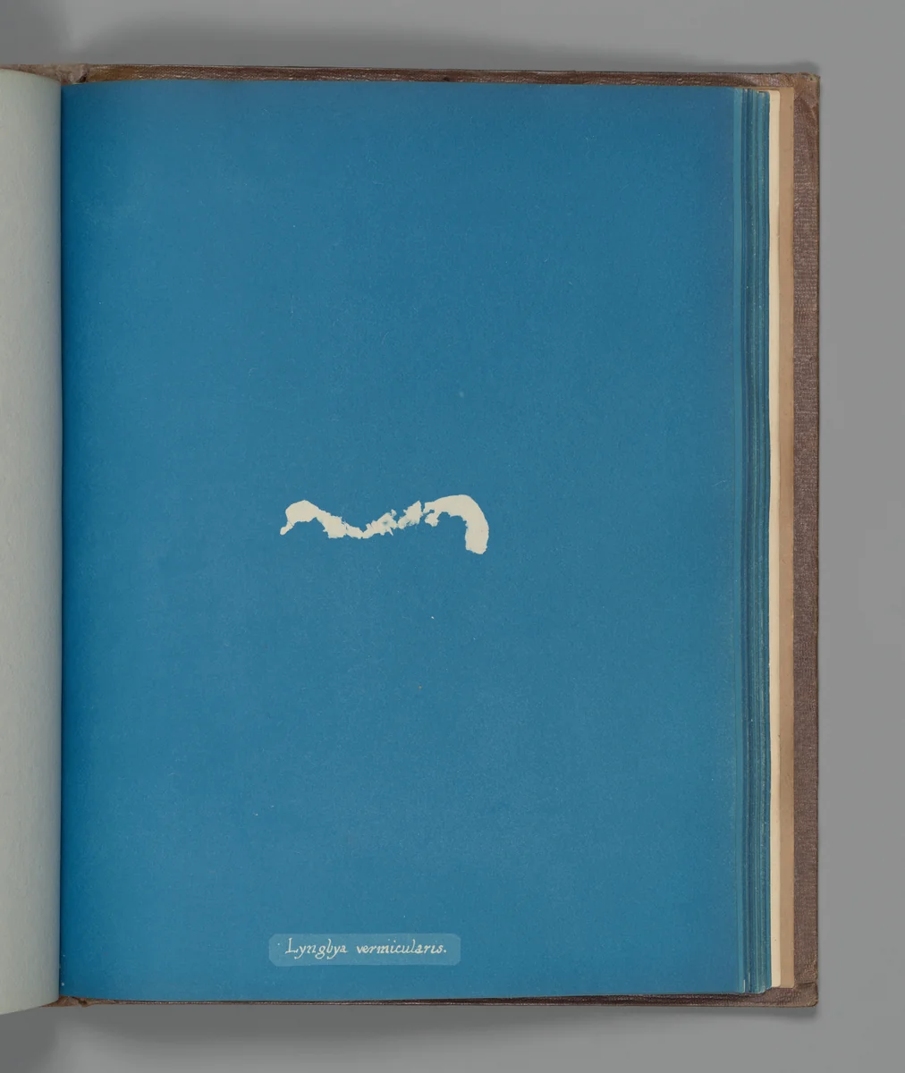 Lyngbya vermicularis by Anna Atkins, photograph, 1851-1855