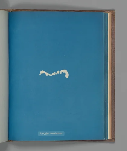 Lyngbya vermicularis by Anna Atkins, photograph, 1851-1855