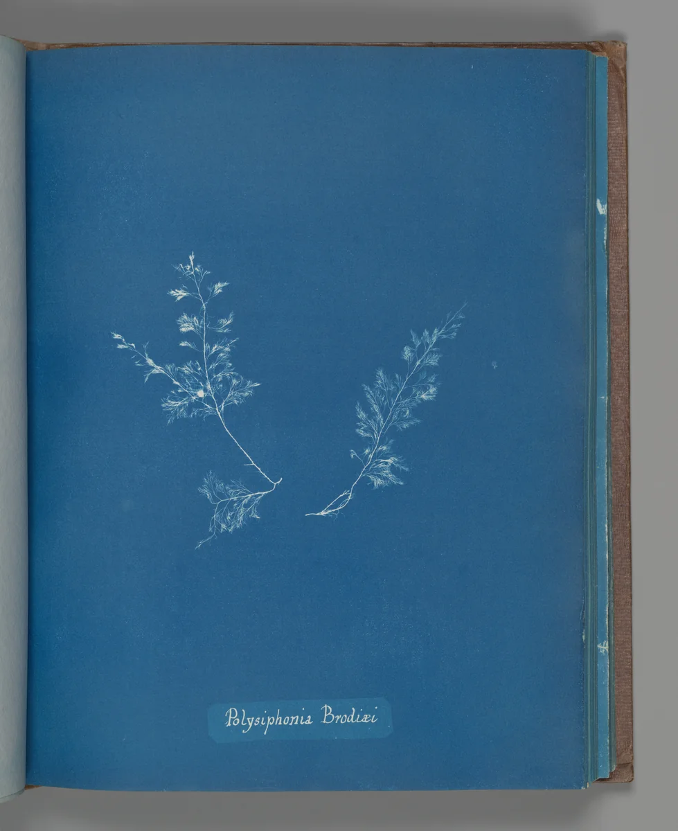 Polysiphonia Brodiæi by Anna Atkins, photograph, 1851-1855