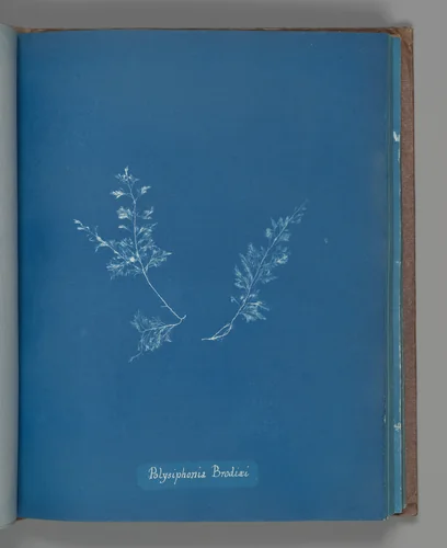 Polysiphonia Brodiæi by Anna Atkins, photograph, 1851-1855