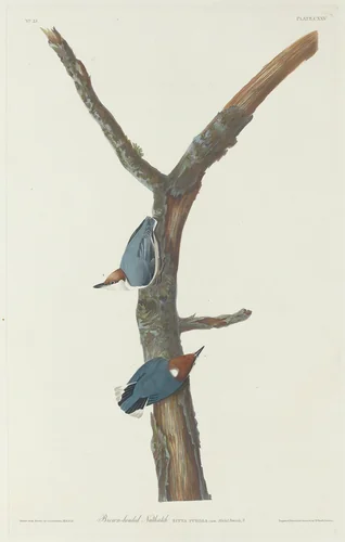 Brown-Headed Nuthatch by Robert Havell, Jr.; John James Audubon, print, 1831