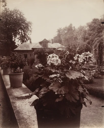 Bagatelle, géranium by Eugène Atget, photograph, 1922