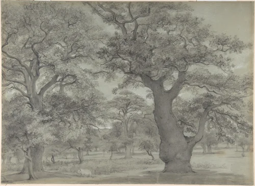 Oak forest with a pig by anonymous, drawing, 1800-1900