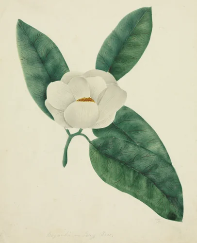 Magnolia by Mary Altha Nims, drawing, 1840-1899