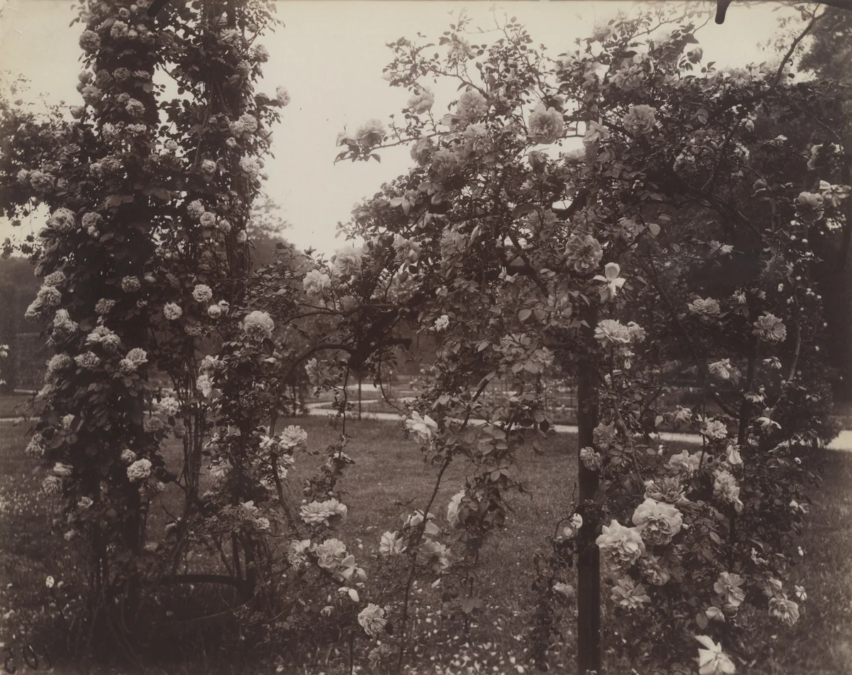 Bagatelle, roseraie by Eugène Atget, photograph, 1921