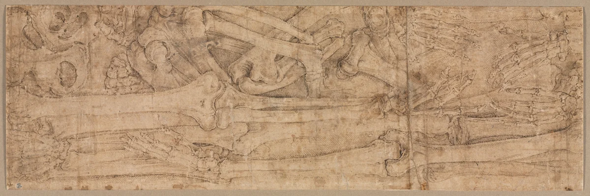 Arm Bones by Battista Franco, drawing, 1540-1545