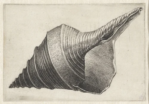 Schelp, syrinx aruanus by Wenceslaus Hollar, print, 1644-1652