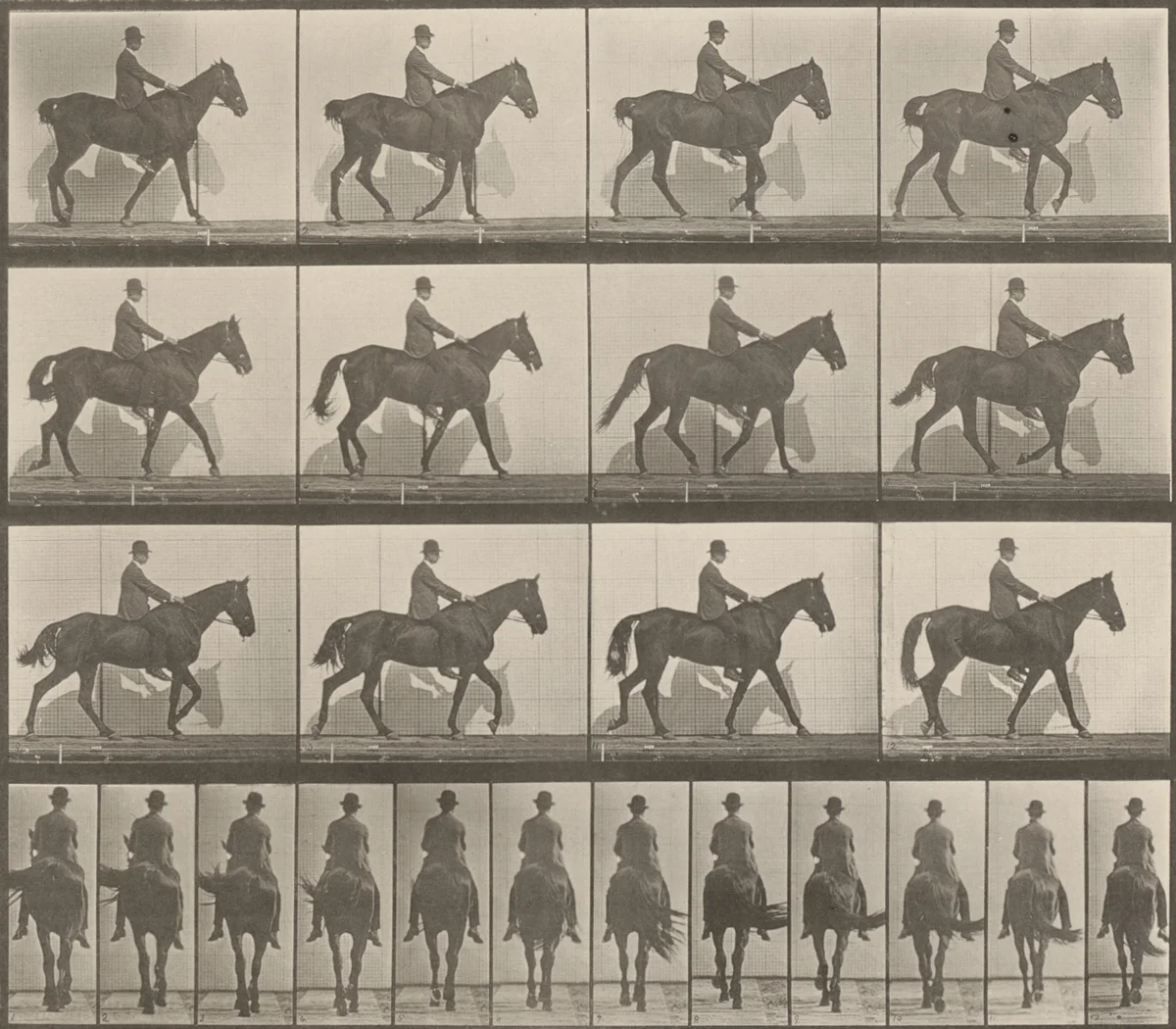 Plate Number 655. "Gazelle" walking, spavin, right hind leg by Eadweard Muybridge, photograph, 1887