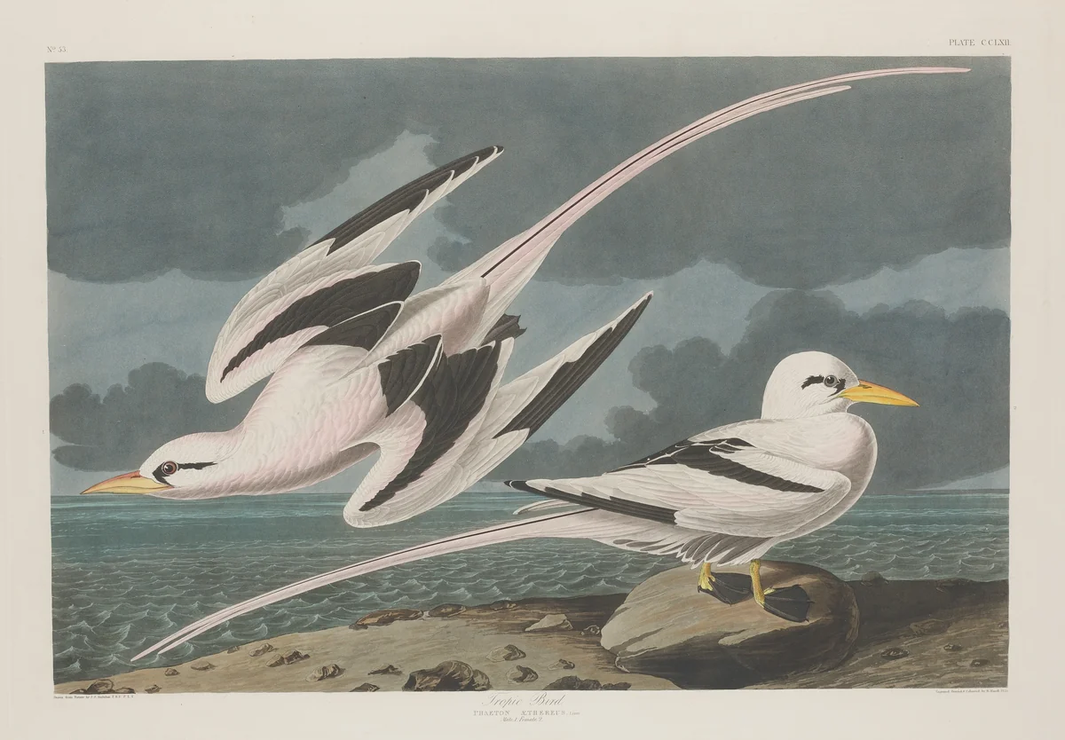 Tropic Bird by Robert Havell, Jr.; John James Audubon, print, 1835