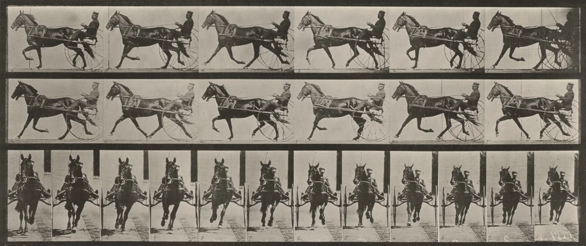 Plate Number 595. "Pronto" pacing, harnessed to sulky by Eadweard Muybridge, photograph, 1887