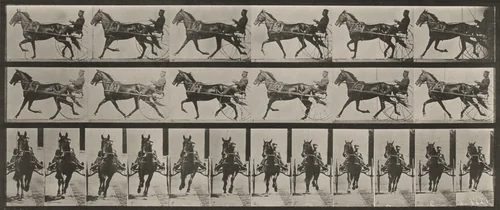 Plate Number 595. "Pronto" pacing, harnessed to sulky by Eadweard Muybridge, photograph, 1887
