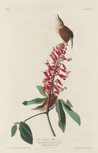 Great Carolina Wren by Robert Havell, Jr.; John James Audubon, print, 1830