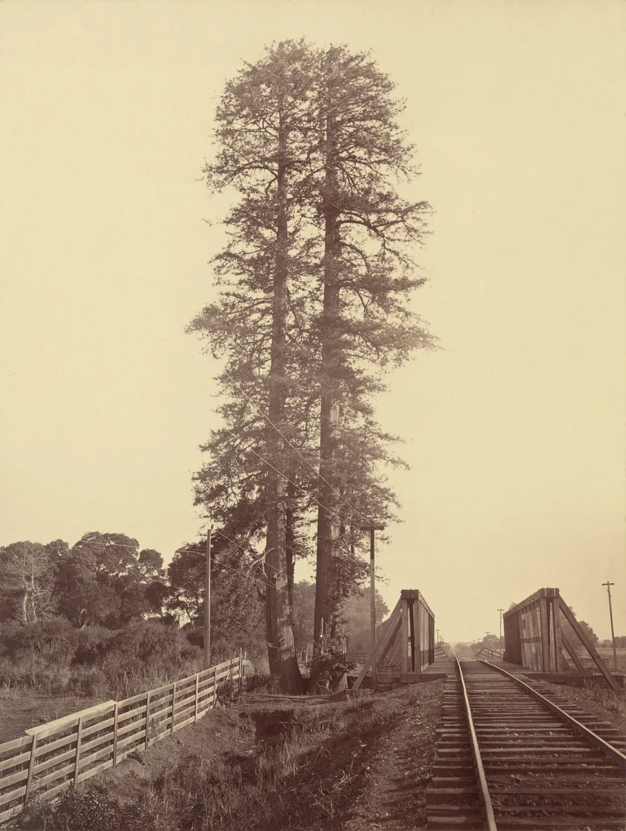Twin Redwoods, Palo Alto by Carleton E. Watkins, photograph, 1872-1882