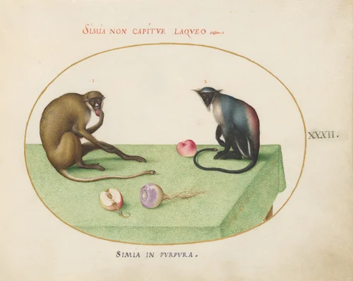 Plate 32: Two Monkeys on a Table by Joris Hoefnagel, drawing, 1570-1599