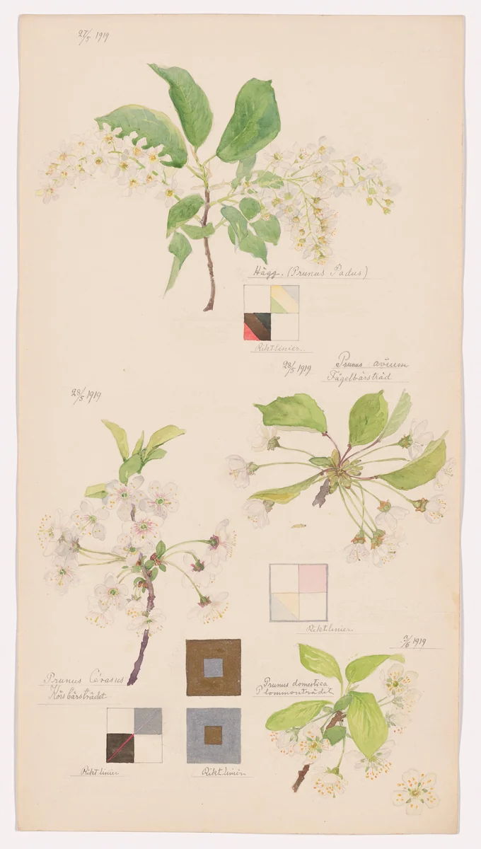 Prunus padus (European Bird Cherry), Prunus avium (Sweet Cherry), Prunus cerasus (Sour Cherry), Prunus domestica (European Plum). Sheet 7 from the portfolio Nature Studies by Hilma af Klint, drawing, 1919