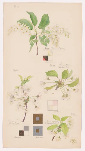 Prunus padus (European Bird Cherry), Prunus avium (Sweet Cherry), Prunus cerasus (Sour Cherry), Prunus domestica (European Plum). Sheet 7 from the portfolio Nature Studies by Hilma af Klint, drawing, 1919