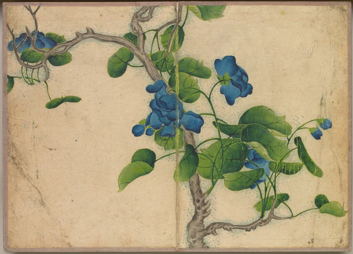 Desk Album: Flower and Bird Paintings (Climbing Blue Flowers) by Zhang Ruoai, painting, 1700-1799
