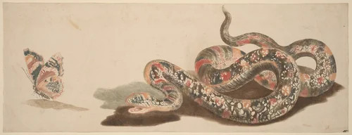 Snake and Butterfly by Johann Teyler
Otto Marseus van Schrieck, print, 1685-1697