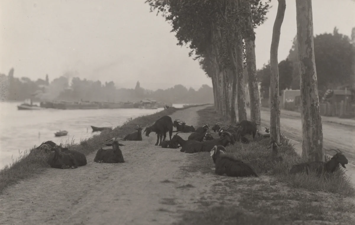 Goats outside Paris by Alfred Stieglitz, photograph, 1894