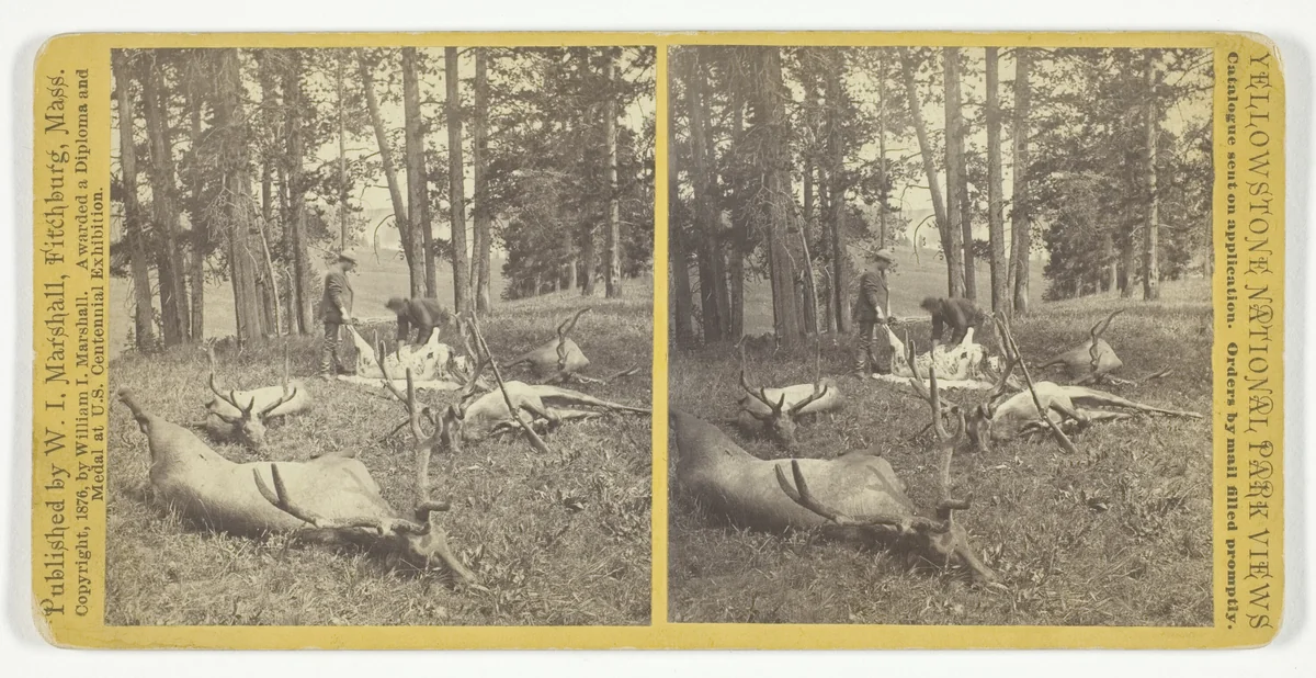 Successful Hunters dressing Elk, No. 56 from the series "Yellowstone National Park Views" by William Marshall, photograph, 1876