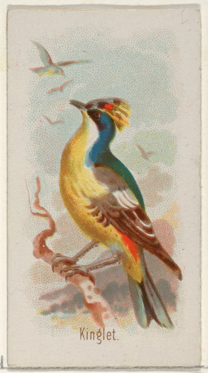Kinglet, from the Song Birds of the World series (N23) for Allen & Ginter Cigarettes by Allen & Ginter, print, 1890