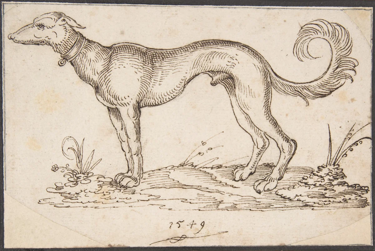 A Greyhound in Profile Facing Left by Virgil Solis, drawing, 1549