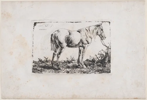 Horse Standing by Adam von Bartsch, print, 1803