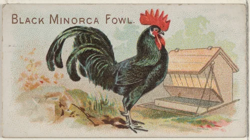 Black Minorca Fowl, from the Prize and Game Chickens series (N20) for Allen & Ginter Cigarettes by Allen & Ginter, print, 1891