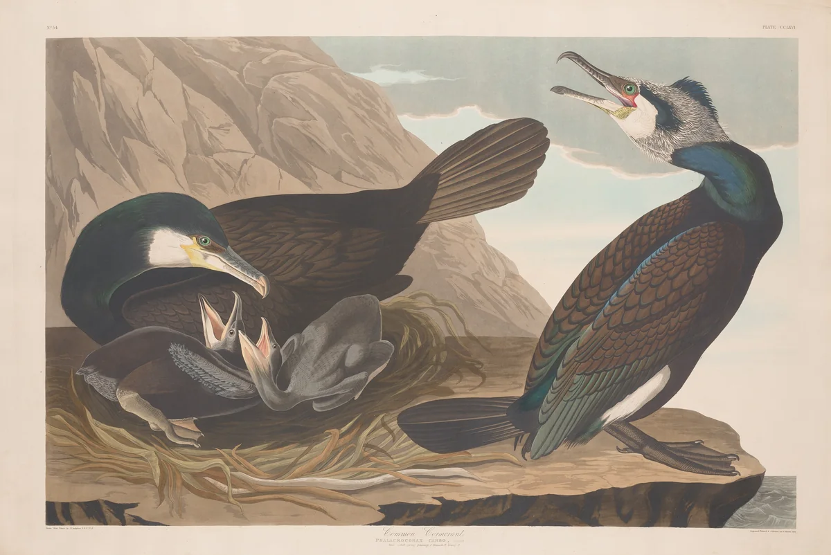 Common Cormorant by Robert Havell, Jr.; John James Audubon, print, 1835