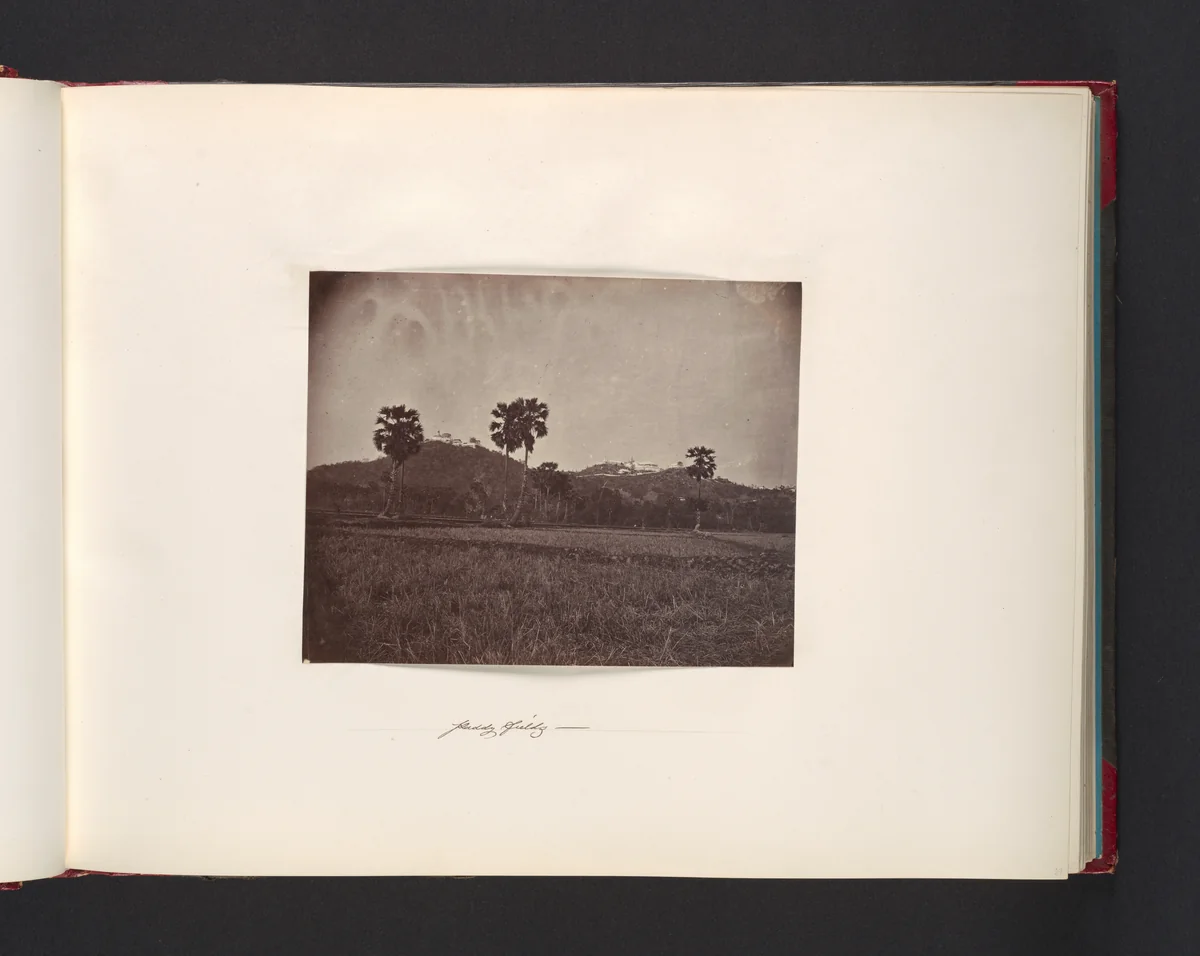 Paddy Fields by John Thomson, photograph, 1865