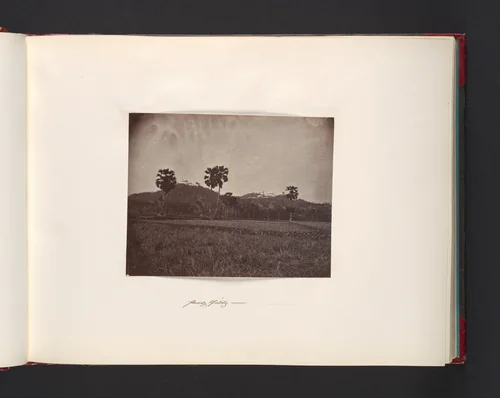 Paddy Fields by John Thomson, photograph, 1865