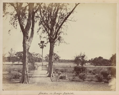 Garden in Indigo Districts by R. B. Hill, photograph, 1850-1859