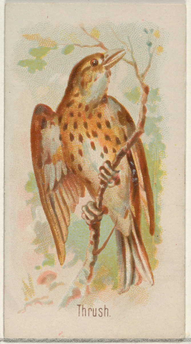 Thrush, from the Song Birds of the World series (N23) for Allen & Ginter Cigarettes by Allen & Ginter, print, 1890