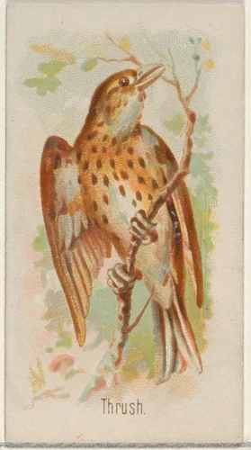 Thrush, from the Song Birds of the World series (N23) for Allen & Ginter Cigarettes by Allen & Ginter, print, 1890