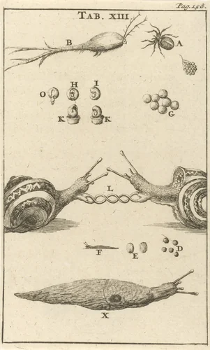 Slakken XIII by Jan Luyken, print, 1680