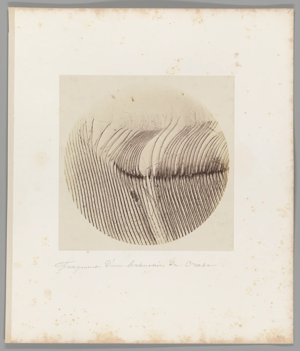 [Untitled] by Auguste-Adolphe Bertsch, photograph, 1853-1857