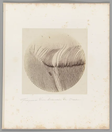 [Untitled] by Auguste-Adolphe Bertsch, photograph, 1853-1857