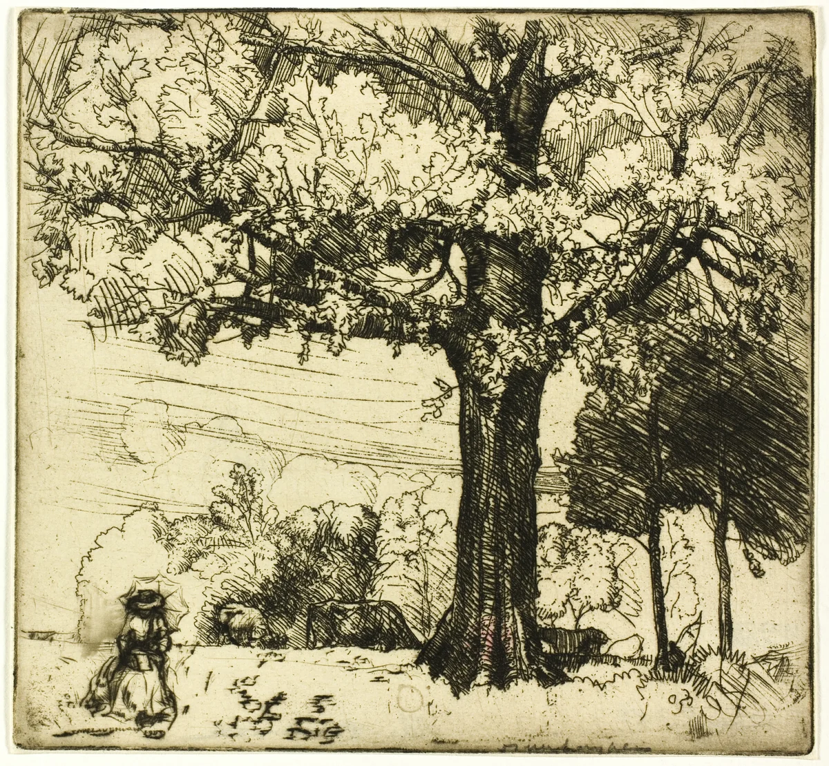 The Great Oak by Donald Shaw MacLaughlan, print, 1907